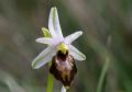 Ophrys exaltata subsp. montis-leonis